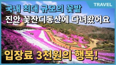 진안 원연장 꽃잔디축제 국내 최대 규모의 꽃잔디 진안꽃잔디동산축제 진안원영장꽃동산 전북여행 가볼만한곳