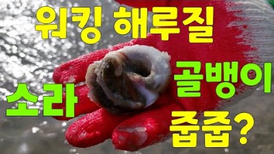 영종도 무의도 하나개해수욕장 키조개 골뱅이 소라 해루질, 겨울철 조개 워킹해루질 조과정보