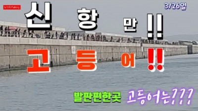 포항 신항만 뜬방 고등어낚시 조황 채비 밑밥 4시간에 만쿨 가능한 포항 고등어 바다낚시 포인트