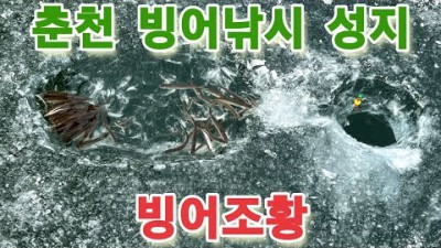 춘천 지촌리 빙어낚시 연꽃밭 빙어낚시 포인트, 빙어낚시 조황 및 포인트 정보