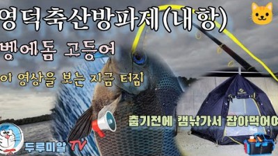 영덕 축산항 벵에돔 고등어 워킹 루어낚시 캠핑낚시 가능한 캠낚 포인트 추천