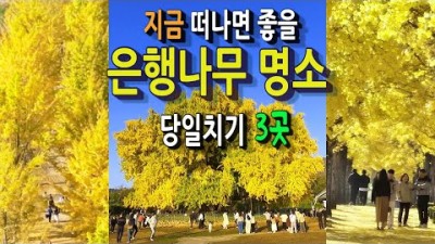 가을 은행나무길 단풍여행 가볼만한곳, 원주 반계리 은행나무, 연세대 미래캠퍼스, 여주 강천섬 은행나무길, 서울근교 여행 갈만한곳