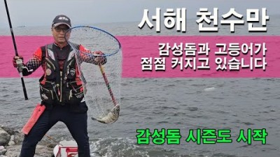 천수만 방조제 감성돔낚시 포인트 및 고등어낚시 조황정보