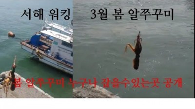 충남 보령 도보권 회변항 쭈꾸미 루어낚시, 서해 3월 봄 쭈꾸미 무조건 잡을 수 있는곳