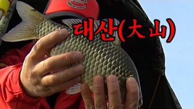 당진 대호만 대산수로 붕어낚시 밤낚시, 대물 붕어 민물낚시 조황정보 및 채비정보