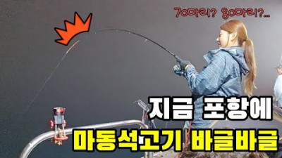 포항 고등어 배낚시 카드채비 고등어낚시 선상낚시 조황정보