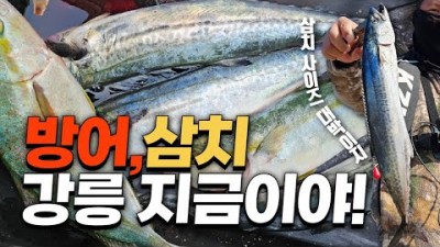 강릉 삼치낚시 방어낚시 방파제 루어낚시 포인트 조황정보