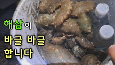 전북 군산 해삼 해루질 포인트 추천 소라 가리비 성게 흑삼 해루질 만통하는 노하우 야간해루질 가볼만한곳