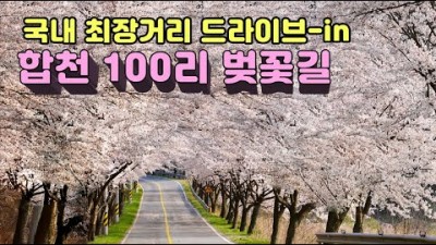 경남 합천호 100리 벚꽃 드라이브코스 국내 최장거리 합천 백리벚꽃길 여행, 데이트코스, 드라이브, 라이딩, 산책 코스 가볼만한곳