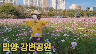 밀양 강변공원 코스모스 꽃밭 강변 둔치에 조성된 밀양 유채꽃 단지 나들이 여행 가볼만한곳 추천