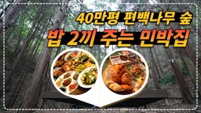 충북 영동 편백나무 숲펜션 민박, 40만평 편백나무 숲에서 숙박, 2끼 식사,  숲해설까지 들을 수 있는 편백나무숲 식사제공 민박펜션 추천