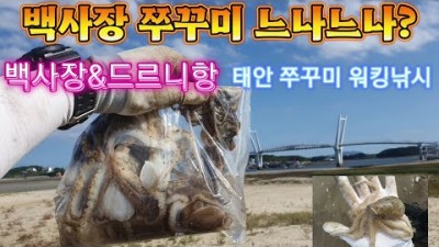 안면도 쭈꾸미낚시 백사장항 드르니항 워킹 주꾸미낚시 포인트 조황정보