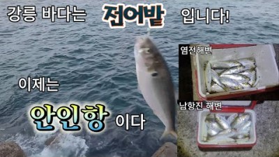 강릉 안인항 염전해변 고등어 전어 바다낚시 포인트 조황정보