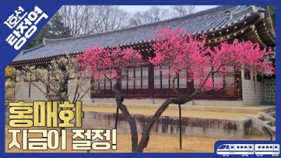 아산 지하철 타고 가는 꽃 여행, 아산 현충사, 아산 지중해마을, 당일치기 여행, 지금이 절정인 꽃 홍매화, 커플데이트코스 아이와 갈만한곳, 서울 근처 뚜벅이 가볼만한곳