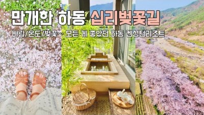 경남 하동 벚꽃 여행, 만개한 하동 십리벚꽃길, 켄싱턴리조트 디럭스 스파 리뷰, 하동벚꽃길, 봄꽃여행, 벚꽃명소, 하동여행, 국내여행 가볼만한곳