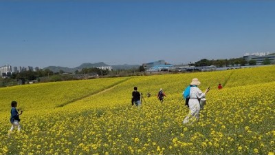 서울근교 안성 당일치기 가볼만한곳 안성팜랜드 안성목장 유채꽃 청보리밭 호밀밭 서울근교 가족나들이 커플데이트코스 아이와갈만한곳 안성목장 당일치기 갈만한곳