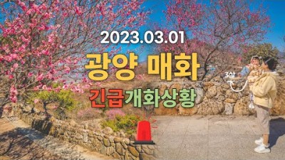 광양 매화축제 여행 가볼만한곳, 매화축제 기간 및 현재 개화상황, 주차장, 포토존, 다모 촬영지 정보