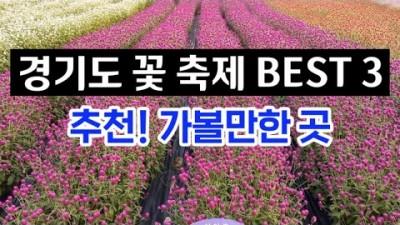 경기도 가을 꽃축제 가볼만한곳, 한탄강 생태경관단지, 임진강 댑싸리공원, 천만송이 천일홍 축제, 서울근교 축제 갈만한곳