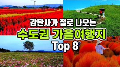 이국적인 수도권 가을여행지 가볼만한곳, 양주 천만송이천일홍축제, 서울 하늘공원 억새축제, 서울근교 여행 나들이 갈만한곳 추천