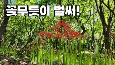 함평 용천사 꽃무릇 길 60여만평 한국 최대의 꽃무릇 군락지 꽃무릇축제 가을여행 축제 가볼만한곳 추천