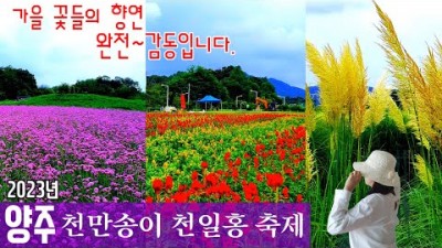 양주 천만송이 천일홍축제 9월 가을여행 추천여행지 서울근교 축제여행 가볼만한곳 추천