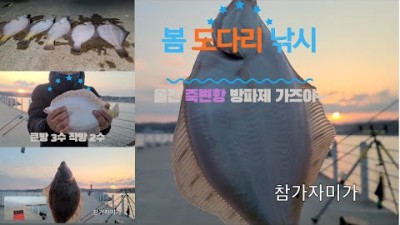 울진 죽변항 큰방파제  참가자미 도다리 원투낚시 발판 편한 바다낚시포인트 조황 정보