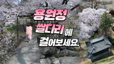 거창 벚꽃명소 용원정 쌀다리 벚꽃 사진명소, 용원정 벚꽃 음악회, 거창여행 벚꽃놀이 가볼만한곳