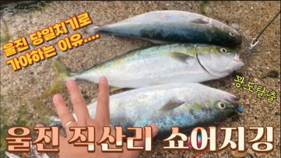 경북 울진 방어 쇼어지깅 루어낚시 직산리 방어 농어 바다낚시포인트