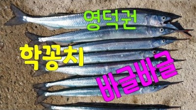 영덕 학꽁치낚시, 경북 학꽁치낚시, 학꽁치낚시 채비정보 및 조황정보