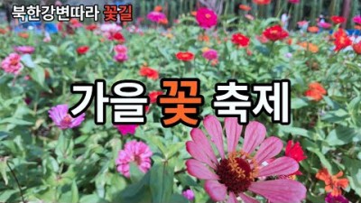 가평 자라섬꽃페스타 서울근교 가을나들이 당일치기 꽃축제 갈만한곳