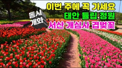 서산 개심사 청벚꽃 겹벚꽃이 태안 튤립정원 태안튤립축제 봄여행 태안여행 개심사 겹벚꽃 만개 충남 가볼만하곳 서산여행 갈만한곳