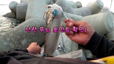 통영 욕지도 무늬오징어 낚시 바다낚시포인트 조황정보