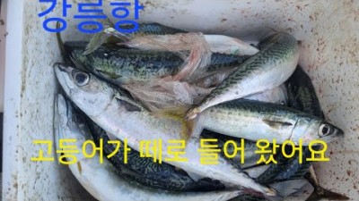 강릉항 고등어낚시 내항 고등어떼 조황 및 채비정보